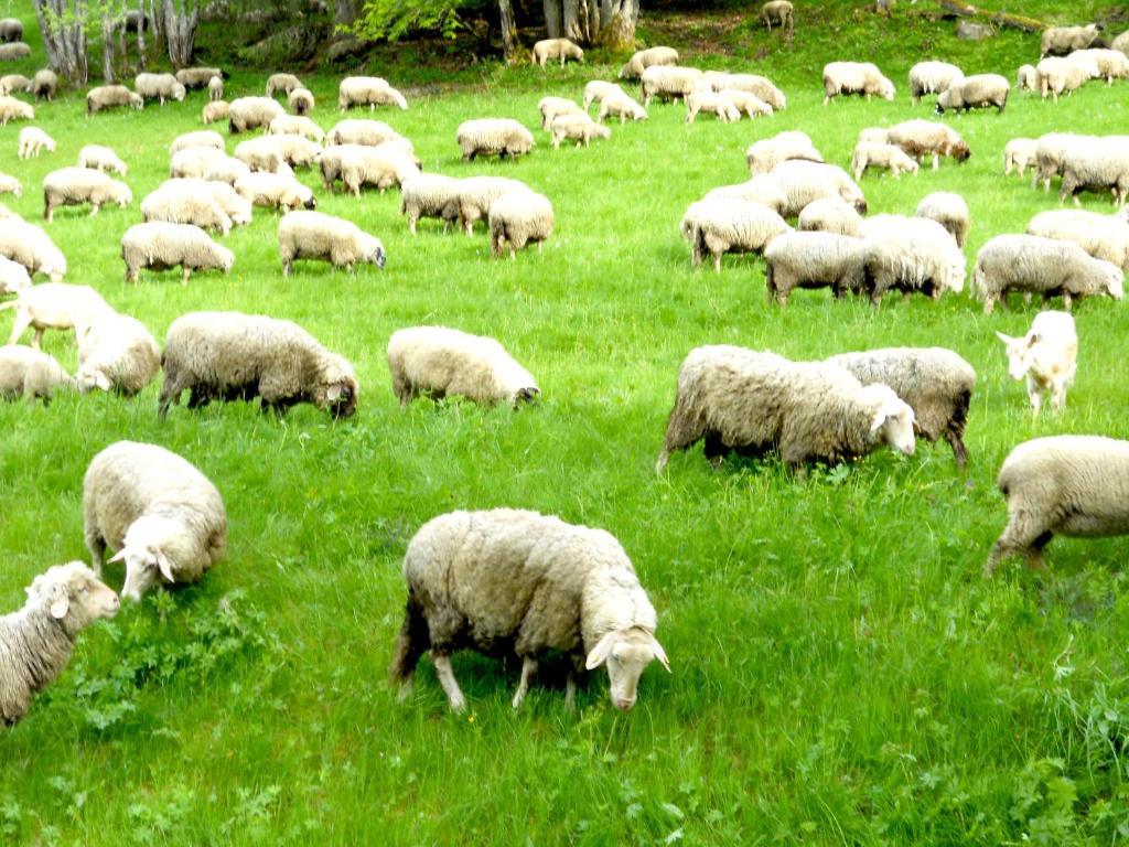 Gaestehaus Behabuehl Feldberg  Zewnętrze zdjęcie